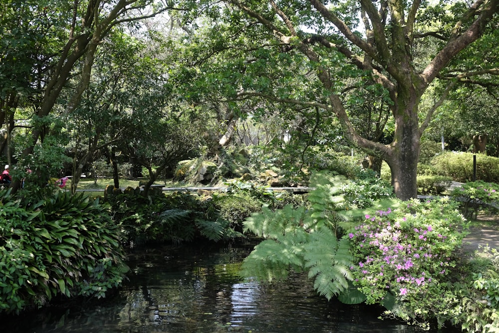 green trees beside river during daytime