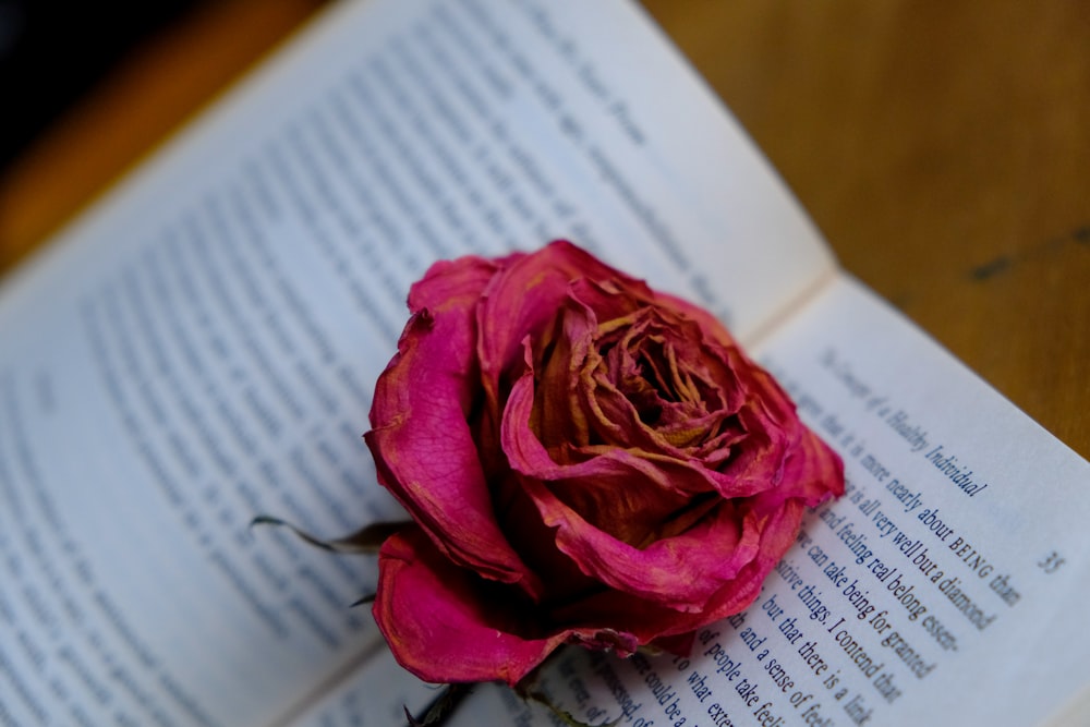 red rose on white book page