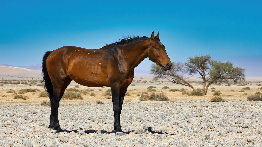 cheval brun sur sable gris pendant la journée