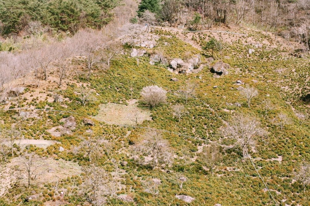 green grass and green plants