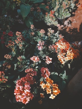 Colorful assortment of playful and rare plants arranged in a cheerful garden corner