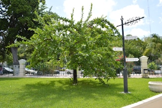 A lush, green tree stands prominently on a well-maintained lawn. A black street sign with ornate ironwork and multiple directional arrows is situated beside the tree. In the background, there is a wrought iron fence and parked cars lining the street. The sky is partially cloudy, contributing to a bright outdoor scene.