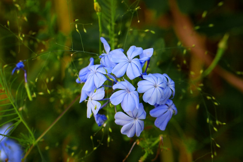 purple flower in tilt shift lens