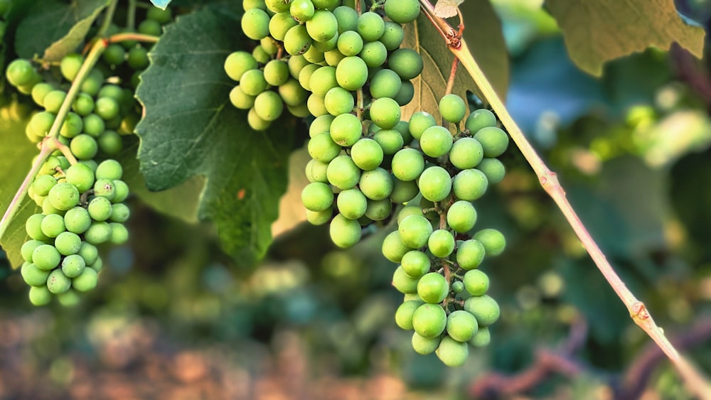 green grapes in tilt shift lens