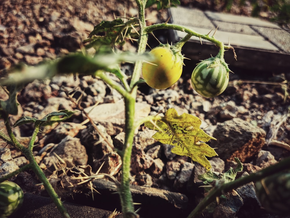 yellow and green round fruit