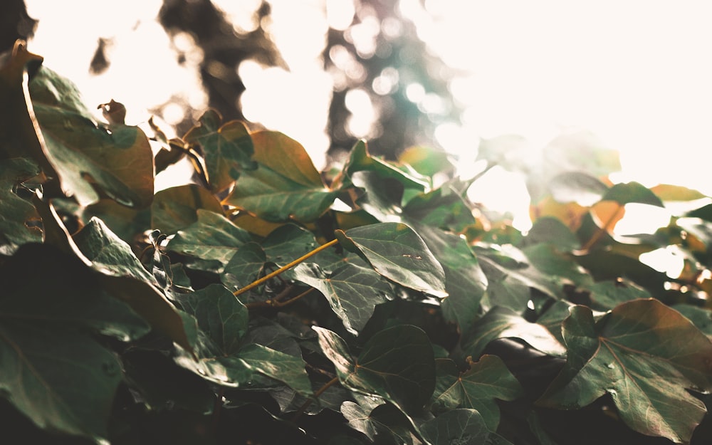 green leaves in tilt shift lens