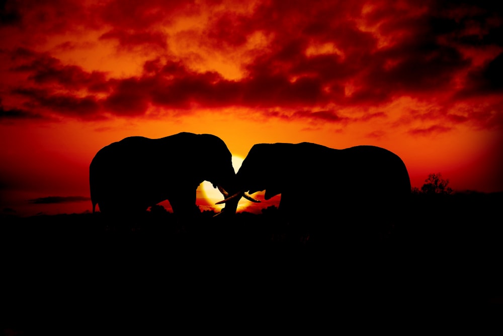 silhouette of elephant during sunset
