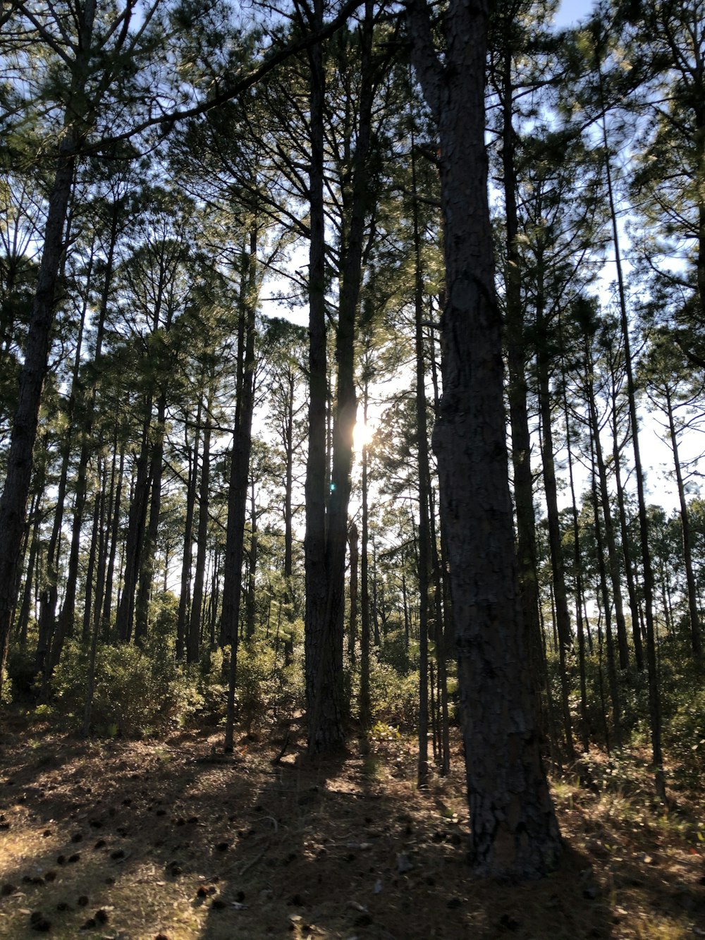 green trees on brown soil