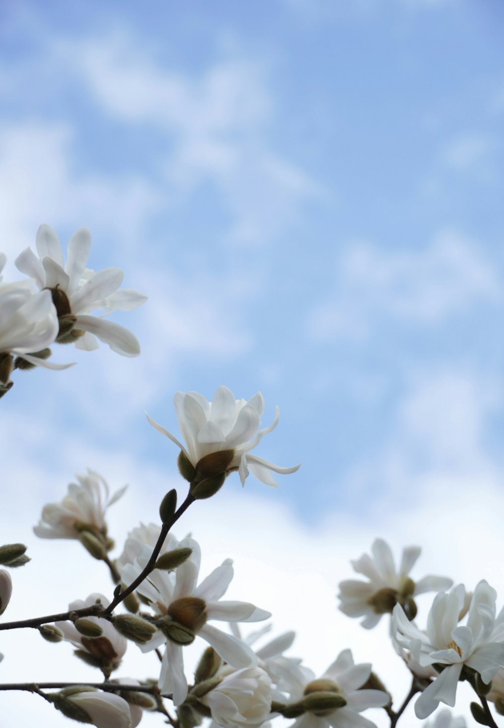 white cherry blossom in bloom during daytime