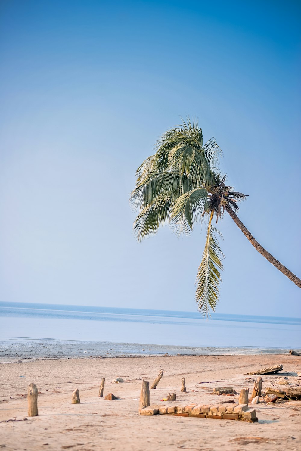 Palmera en la orilla de la playa durante el día