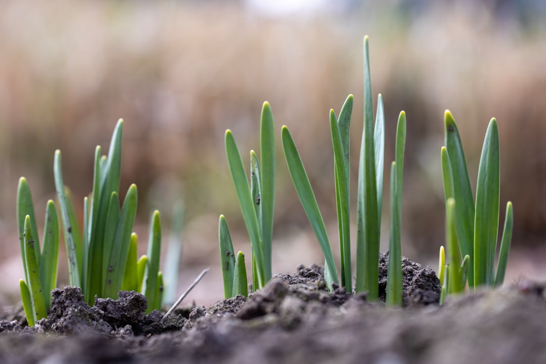 green plant on brown soil