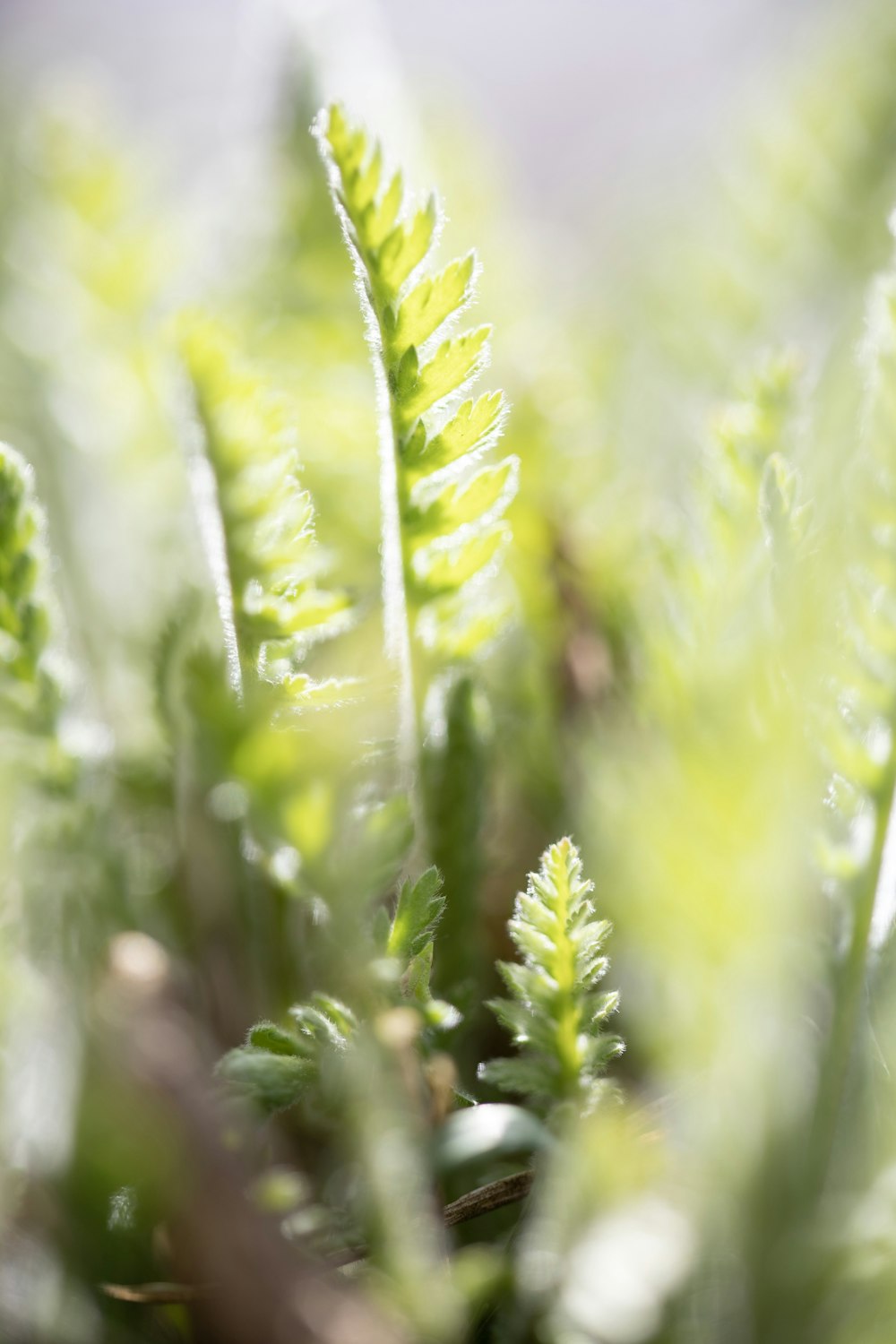 green plant in close up photography