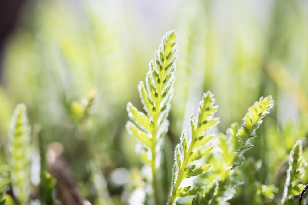 green plant in close up photography