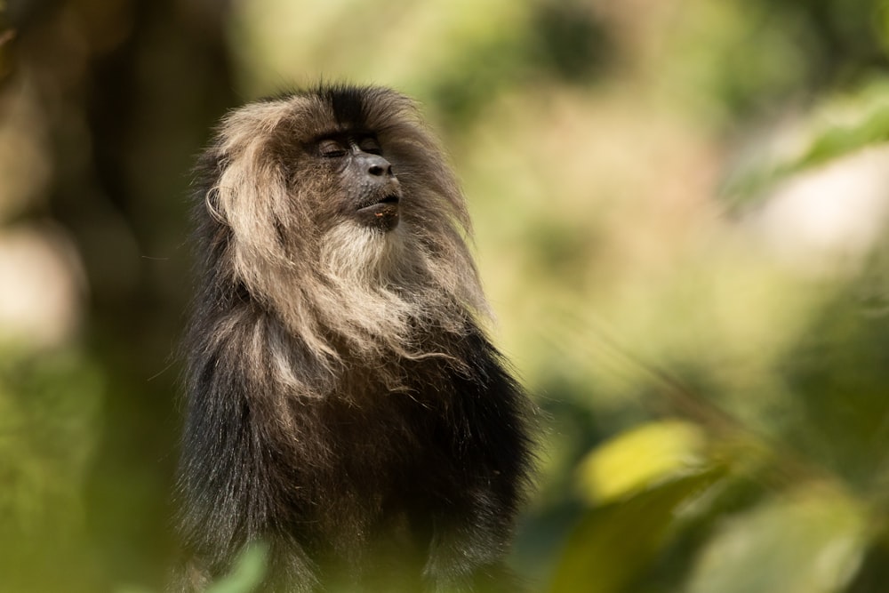 brown monkey on tree branch during daytime