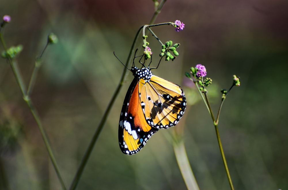 Monarchfalter sitzt tagsüber auf lila Blume in Nahaufnahmen