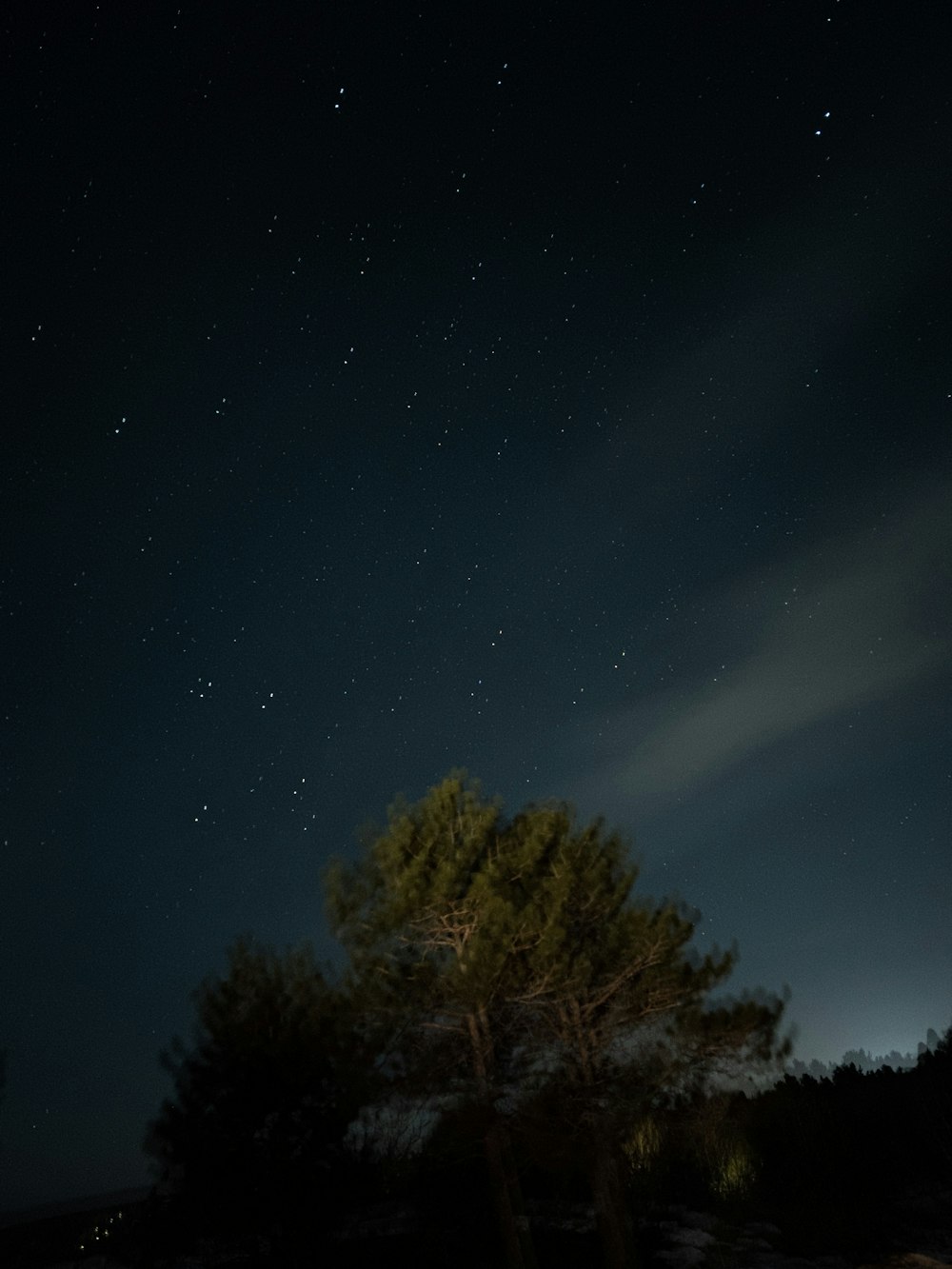 夜の青空に映える茶色の木々