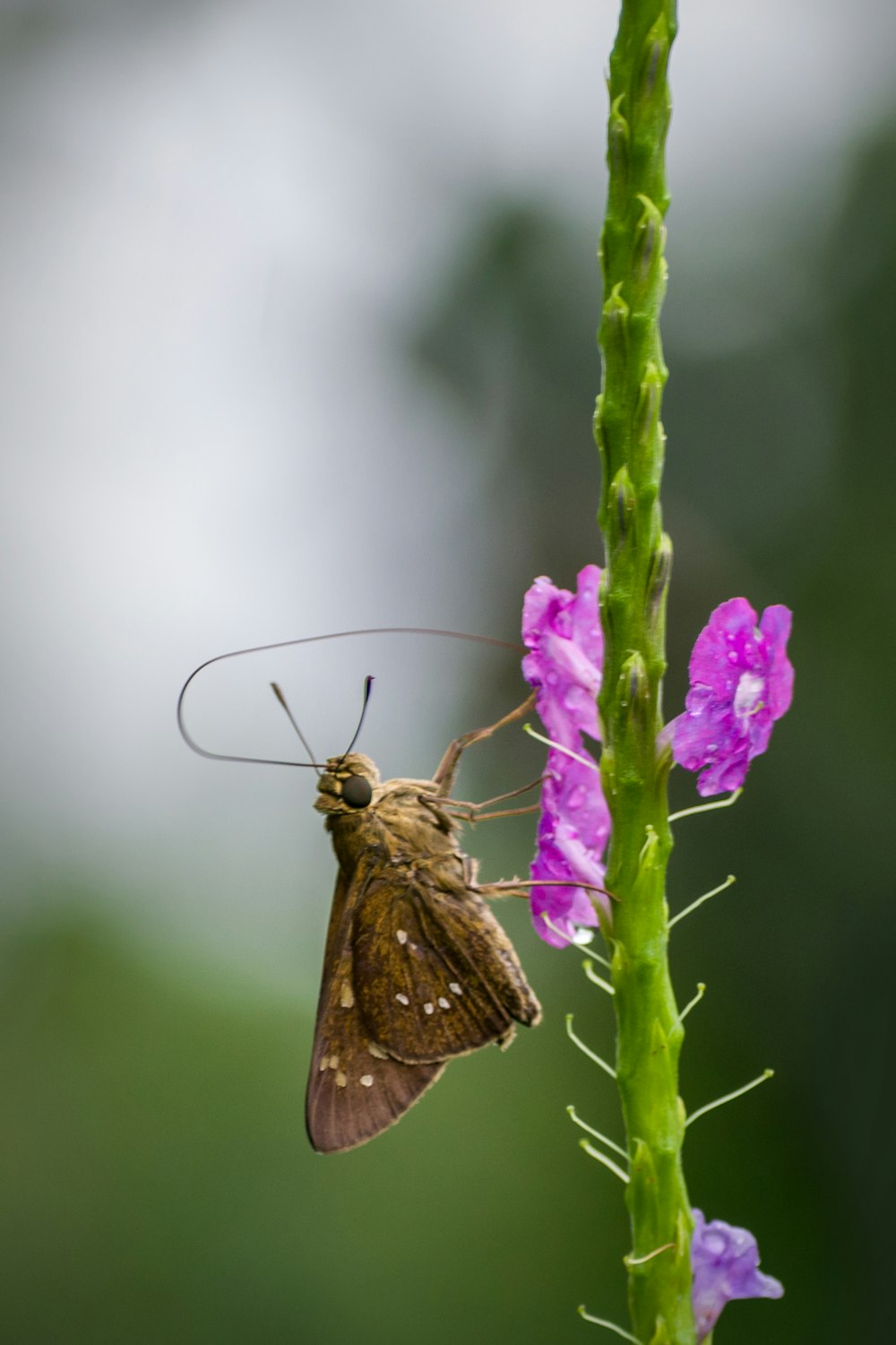 brown moth perched on purple flower in close up photography during daytime