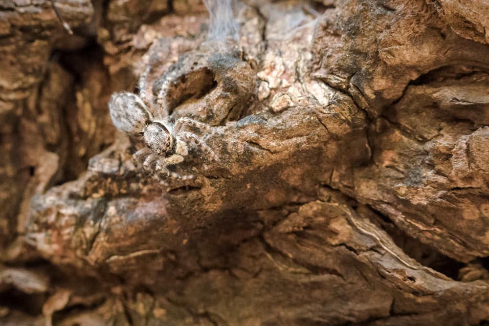 brown and white tree trunk