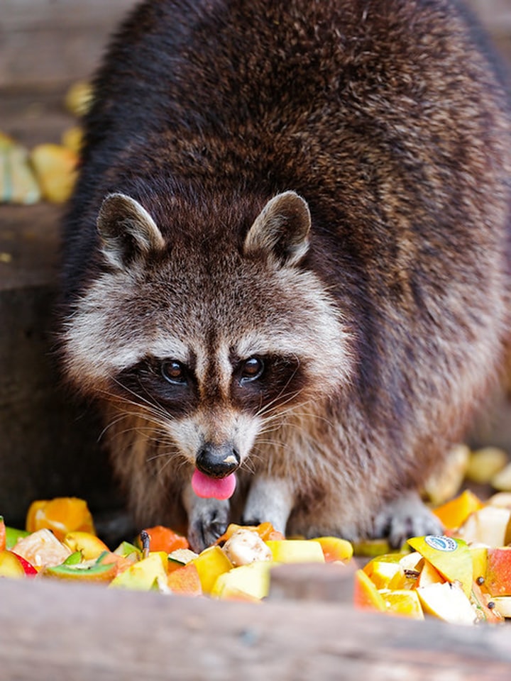 Ode to the small but mighty trash panda