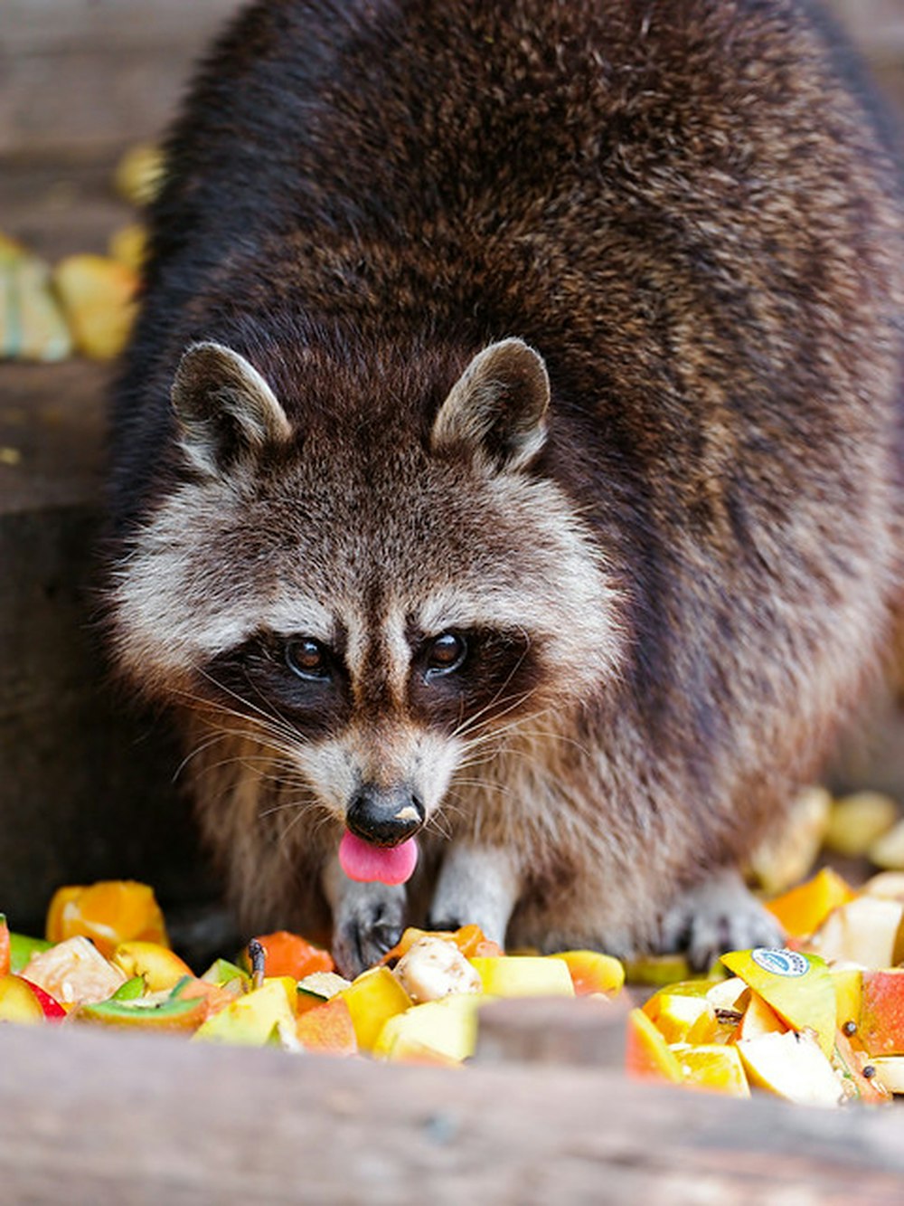 black and white animal eating yellow fruit