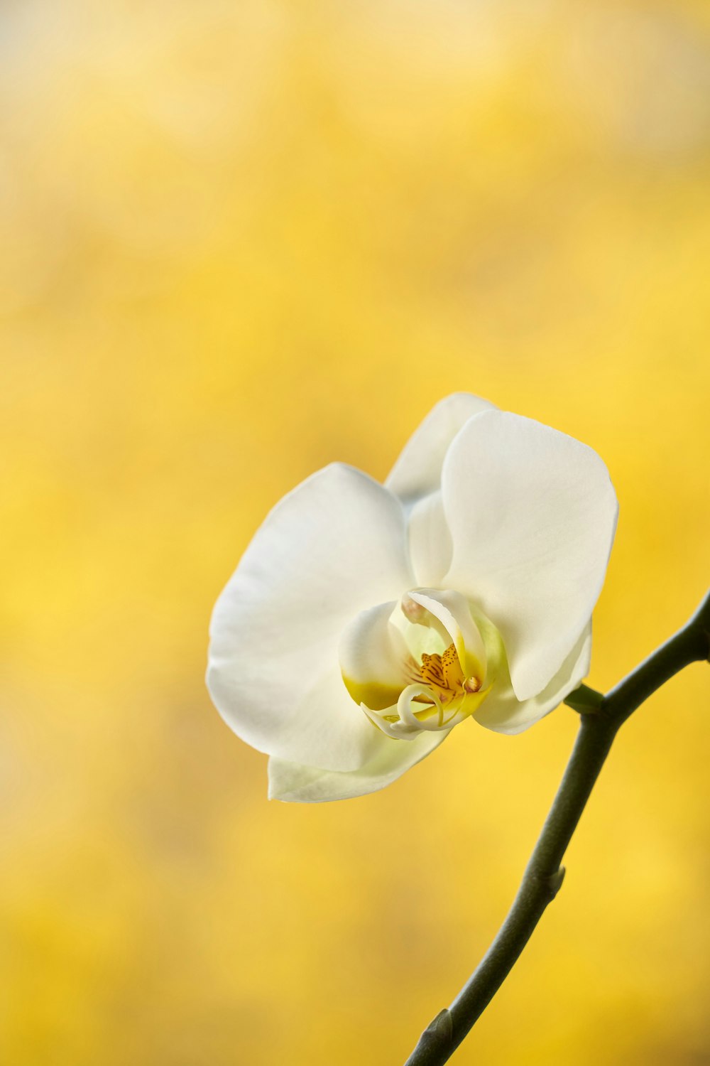 white moth orchids in bloom during daytime