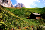A cozy rustic cabin nestled among wildflowers under a clear blue sky.