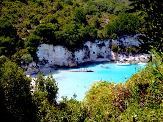 aerial view of green trees near blue body of water during daytime