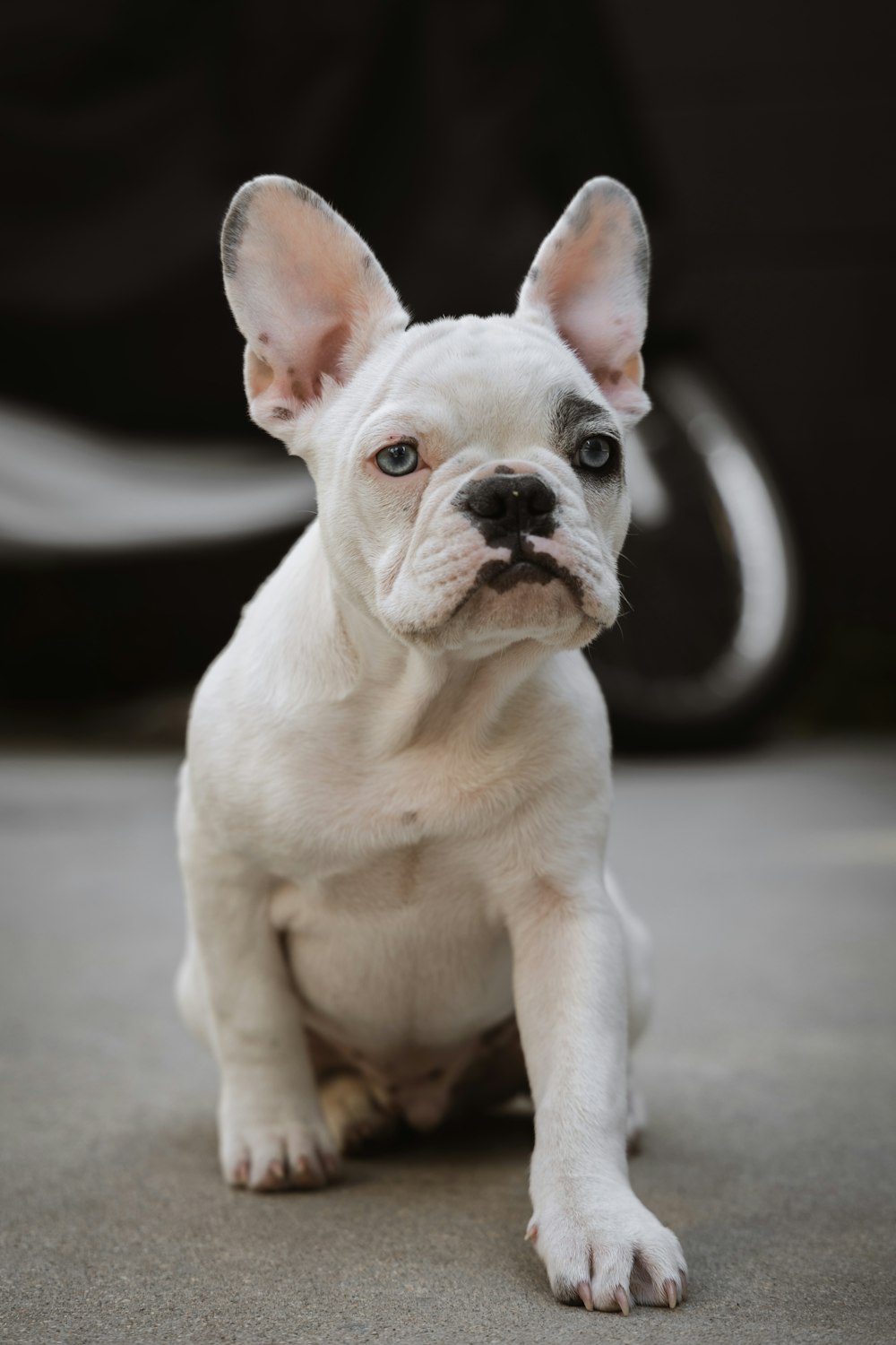 white and brown french bulldog puppy