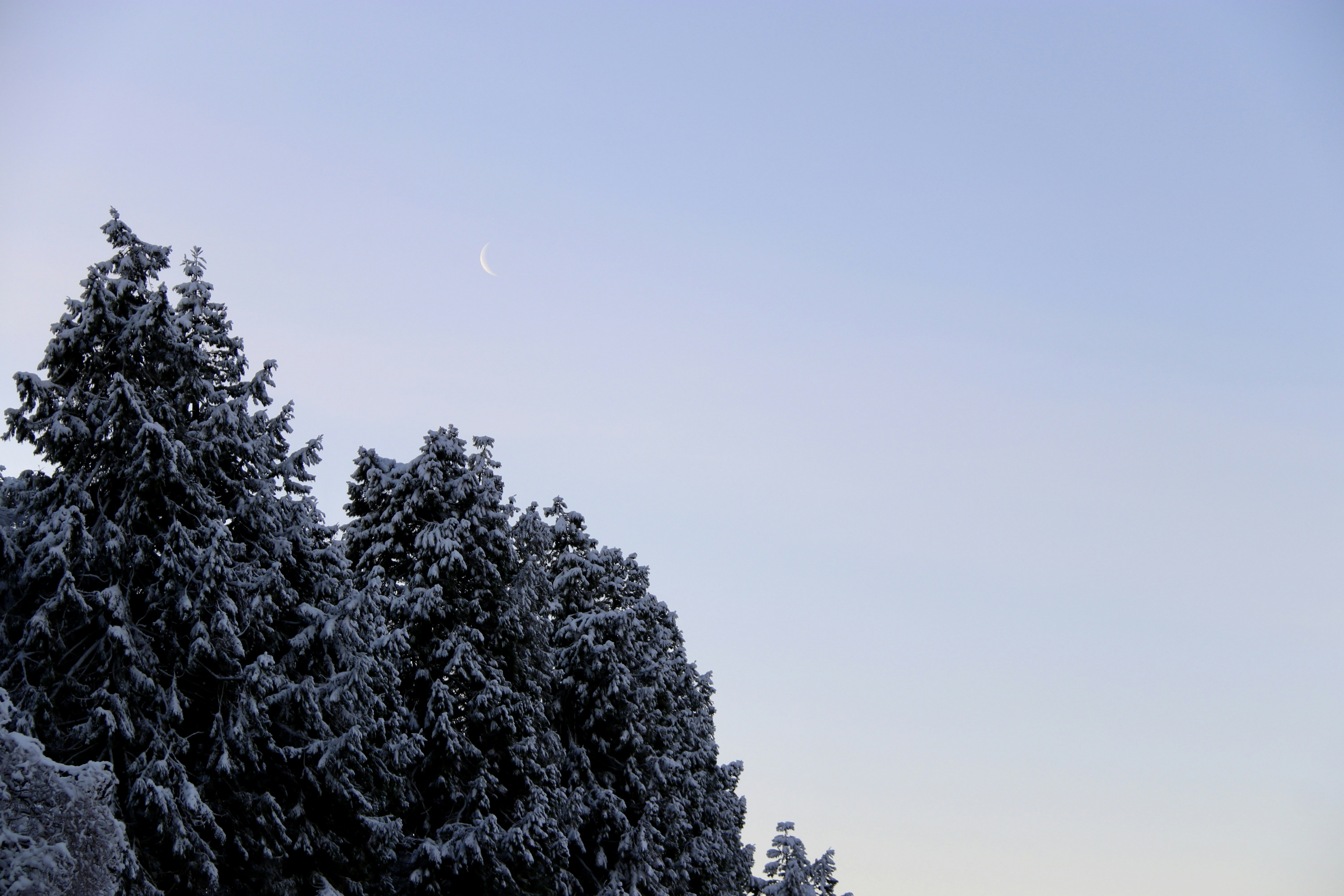 green trees under blue sky during daytime