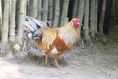 A rooster with vibrant orange and white feathers stands on sandy ground, surrounded by a fence made of bamboo stalks. The rooster's red comb and wattles are prominent against its plumage.