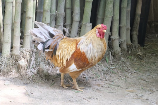 A rooster with vibrant orange and white feathers stands on sandy ground, surrounded by a fence made of bamboo stalks. The rooster's red comb and wattles are prominent against its plumage.