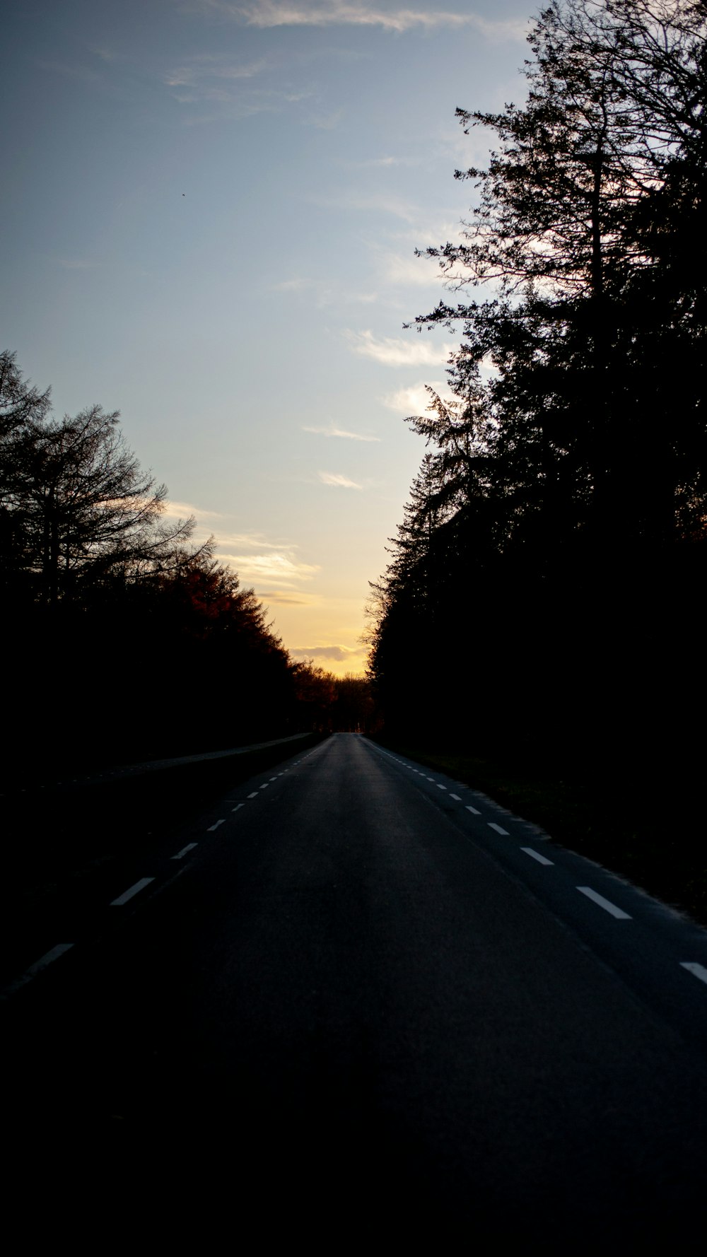 silhouette of trees during sunset