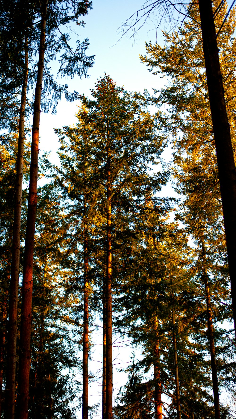 green and brown trees during daytime