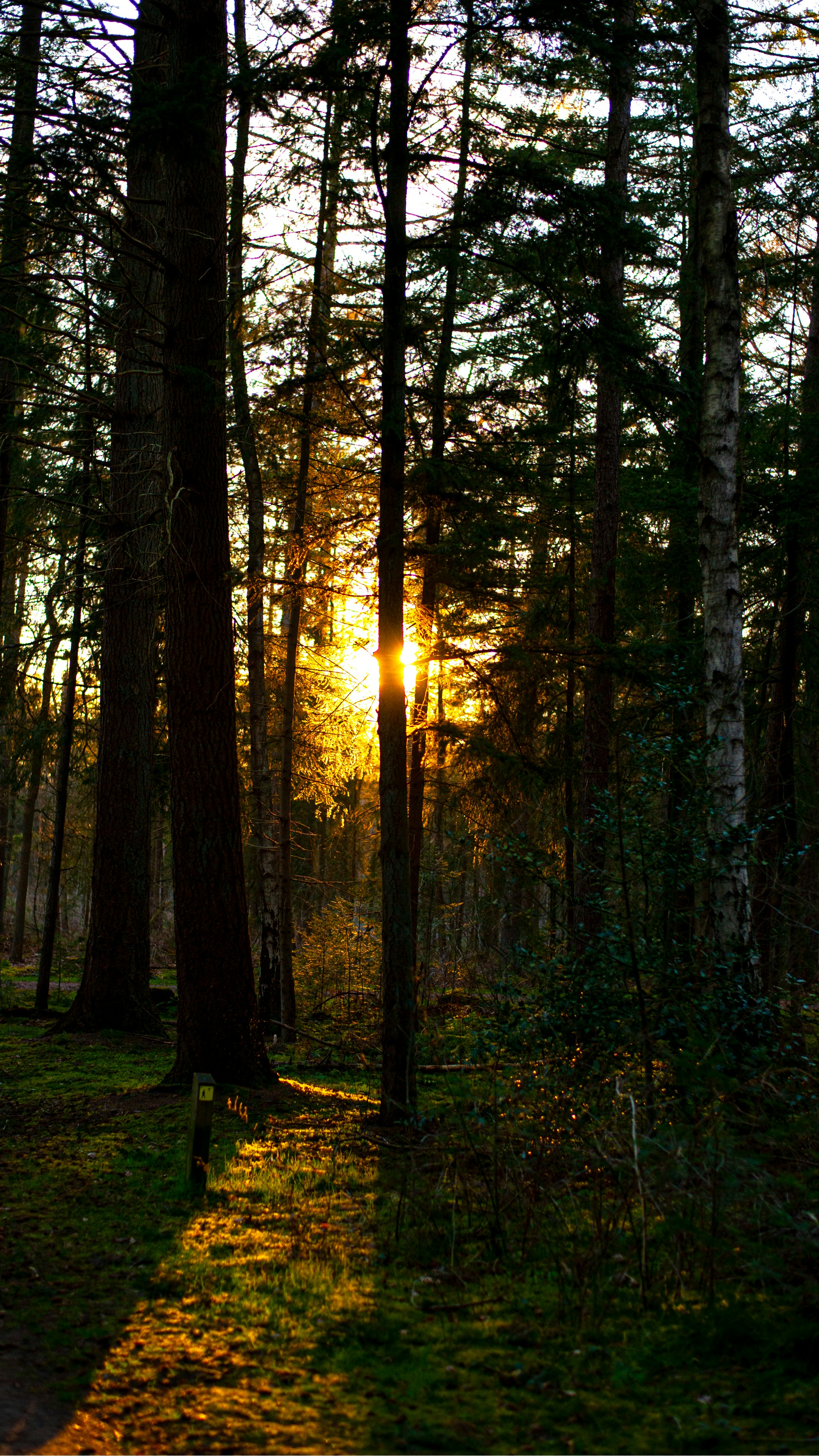 árboles marrones en un campo de hierba verde durante el día