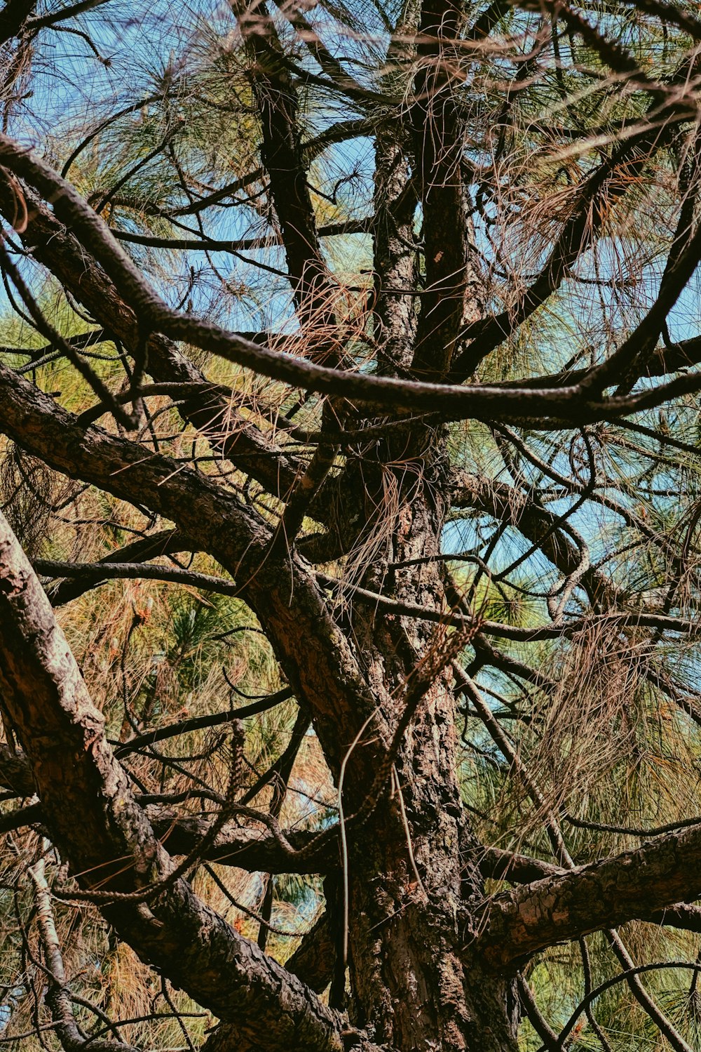 brown leafless tree under blue sky during daytime