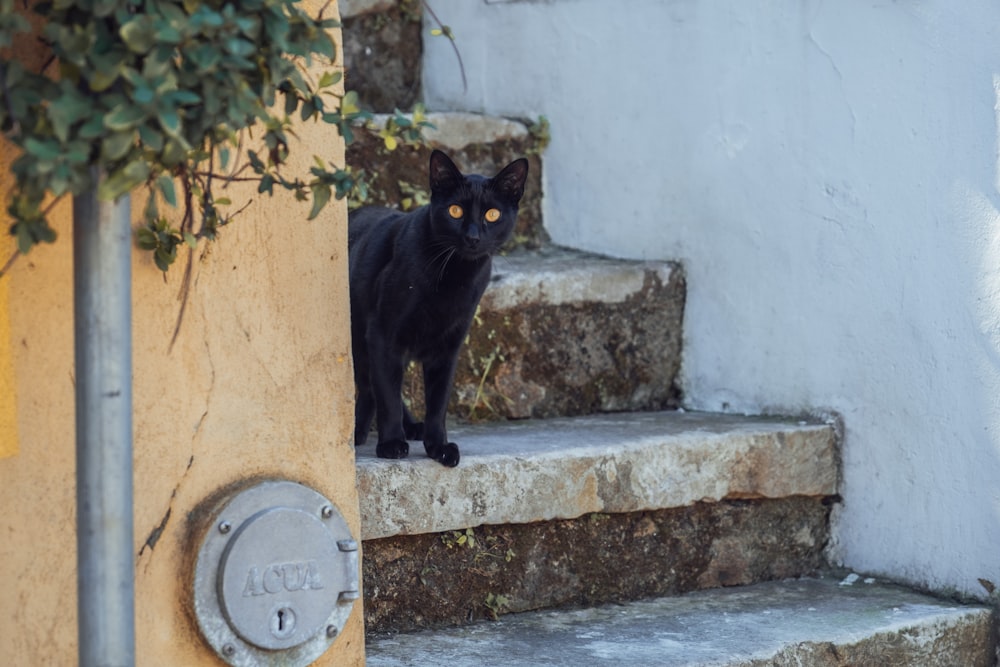black cat standing on gray concrete floor