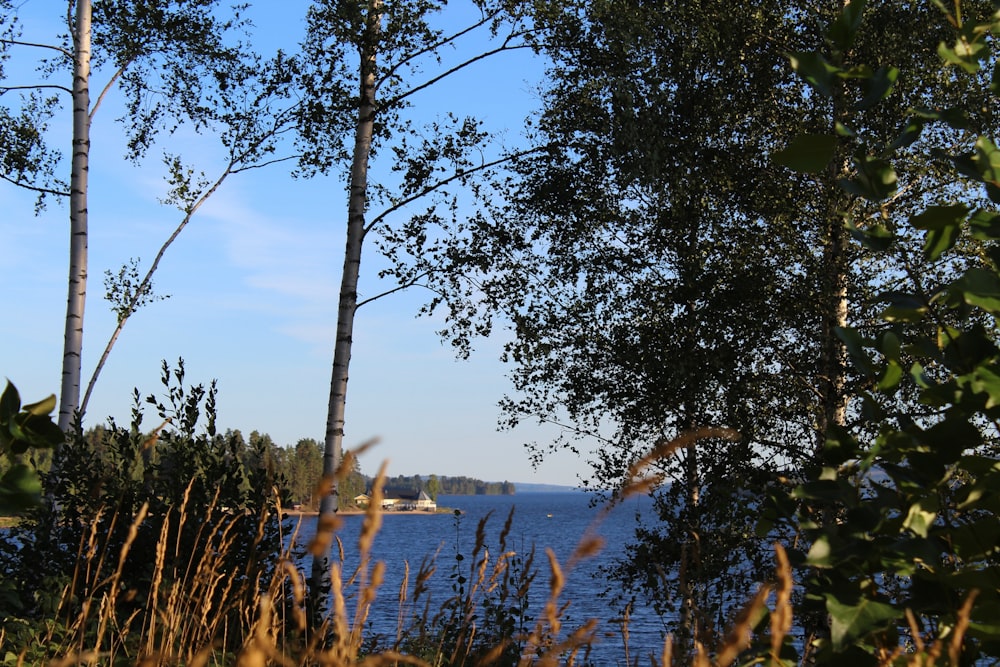 green trees near body of water during daytime