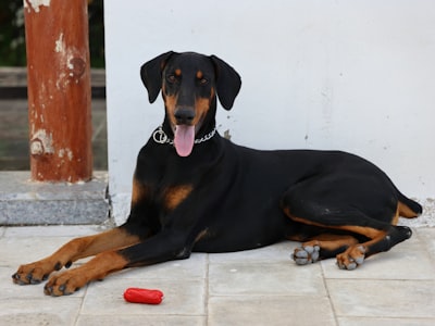 black and tan short coat medium dog lying on floor