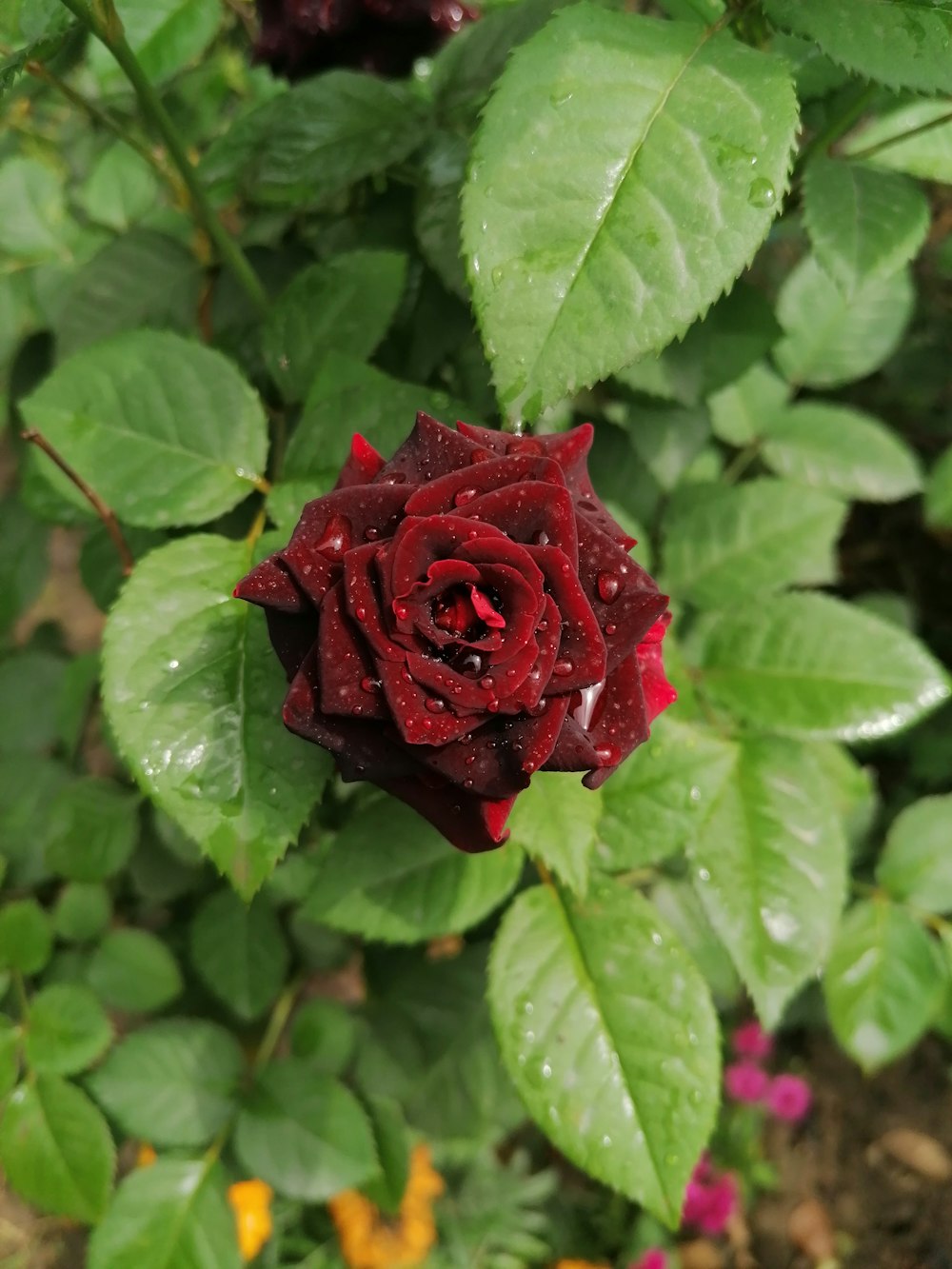 red rose in bloom during daytime