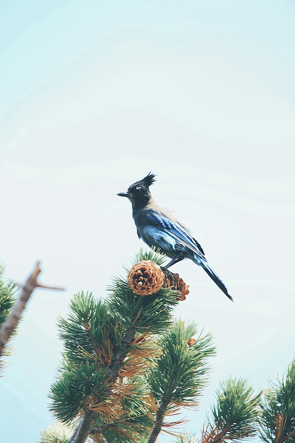 blue and black bird on brown tree branch