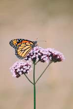 monarch butterfly perched on pink flower in close up photography during daytime