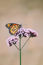 monarch butterfly perched on pink flower in close up photography during daytime