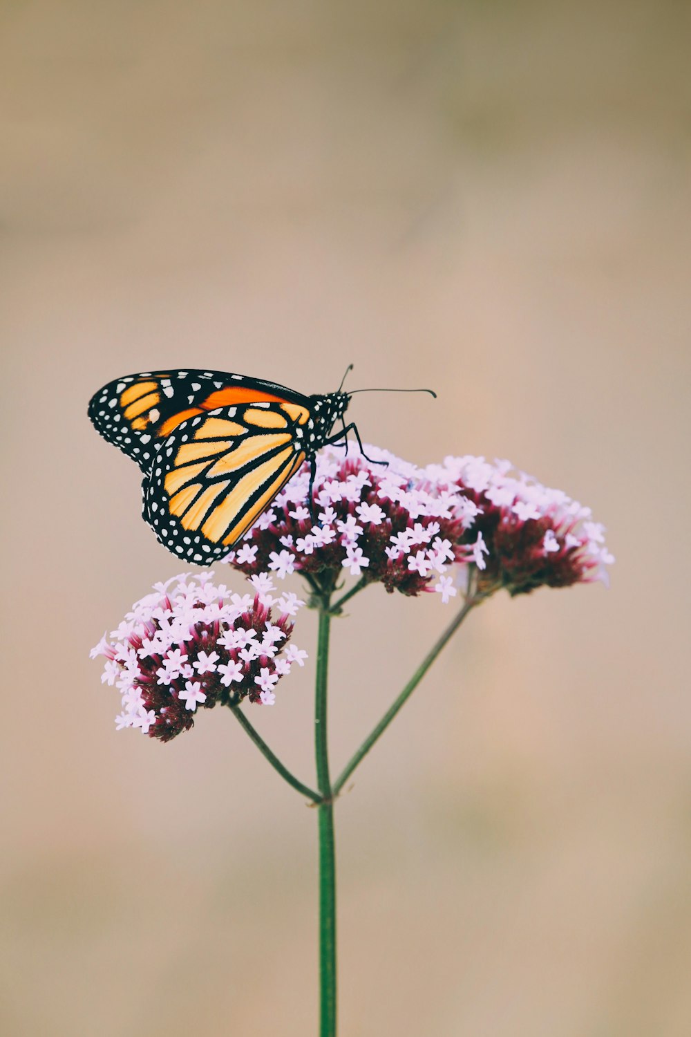 borboleta monarca empoleirada na flor rosa na fotografia de perto durante o dia