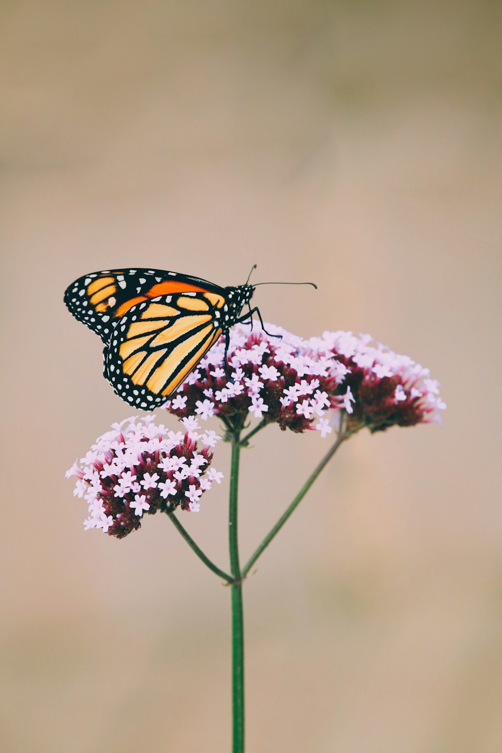 monarch butterfly perched on pink flower in close up photography during daytime