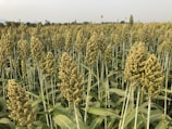 A vast field is filled with tall stalks of sorghum, a type of grain. The plants are densely packed, with clusters of small yellowish-green seeds at the tops. The field extends into the distance, with trees and a faint outline of hills visible on the horizon.
