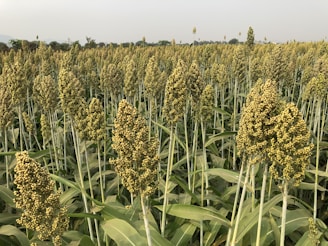 A vast field is filled with tall stalks of sorghum, a type of grain. The plants are densely packed, with clusters of small yellowish-green seeds at the tops. The field extends into the distance, with trees and a faint outline of hills visible on the horizon.