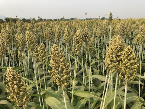 A vast field is filled with tall stalks of sorghum, a type of grain. The plants are densely packed, with clusters of small yellowish-green seeds at the tops. The field extends into the distance, with trees and a faint outline of hills visible on the horizon.