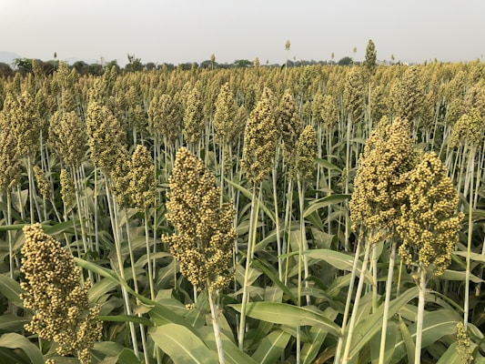 A vast field is filled with tall stalks of sorghum, a type of grain. The plants are densely packed, with clusters of small yellowish-green seeds at the tops. The field extends into the distance, with trees and a faint outline of hills visible on the horizon.
