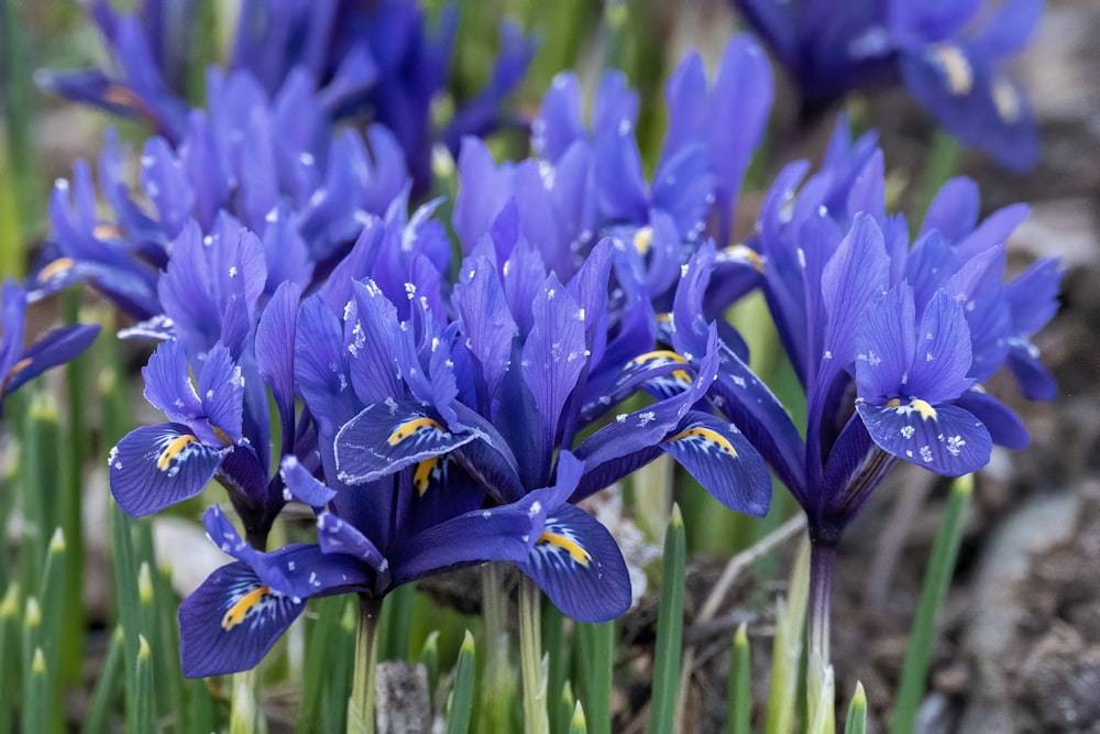 Violette Krokusblüten blühen tagsüber