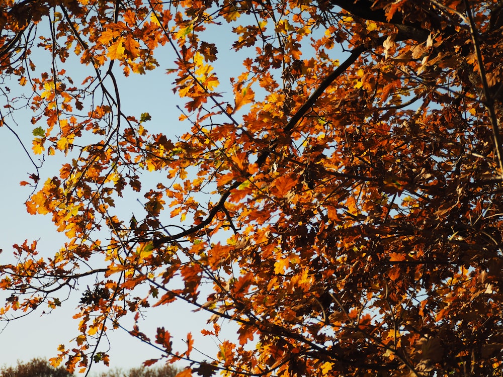 yellow and brown leaves on tree during daytime
